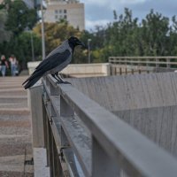 Позирует Ворона :: ujgcvbif 