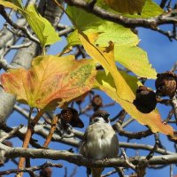 Под листочками :: Natali Под листочками :: Natali