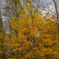 Листопад :: Сергей Цветков