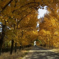 Осенняя дорога 2 :: Natali 