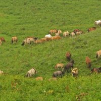 Пастбище на Крильоне :: ИРЭН@ . Пастбище на Крильоне :: ИРЭН@ .