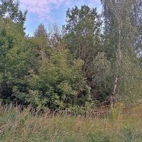 Лето в Мценске. :: Владимир Драгунский