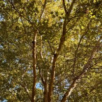 Дерево, осень конец октября, но у нас лето продолжается :: Александр Деревяшкин