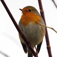 Зарянка :: Лина Зарянка :: Лина