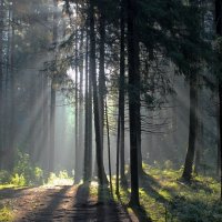 Утро в лесу......... :: Юрий Цыплятников