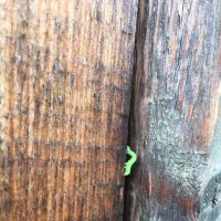 Спряталась :: Ольга Савельева 