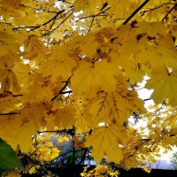 До свидания,золотая осень! :: Елена Семигина До свидания,золотая осень! :: Елена Семигина