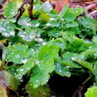 Холодные рассветы конца октября... :: Андрей Заломленков