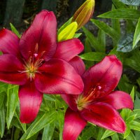 Наши  лилии :: Валентин Семчишин