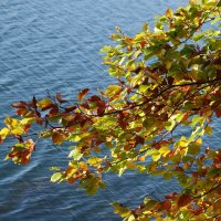 Побережье лесного озера :: Рита Симонова