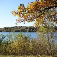 Побережье лесного озера :: Рита Симонова