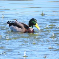 *** :: Николай Волков