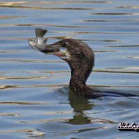 Малый баклан с уловом :: Николай Волков