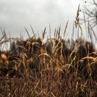 Сухие травы :: sorovey Sol