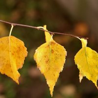 Равняйсь! :: Светлана 