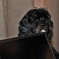 Туча айтишник :: Светлана 