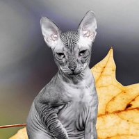 Донской сфинкс :: Светлана Ищенко