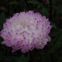 Астра :: Freddy 97