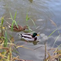 Утки все парами :: Galina Solovova