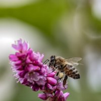 Вот и Осень пришла... :: Валерий Басыров