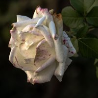 В прощальной красоте сокрыта тайна Лета... :: Валерий Басыров