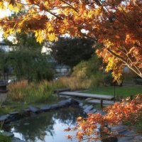 Осенняя зарисовка в ботаническом саду. :: Лилия *