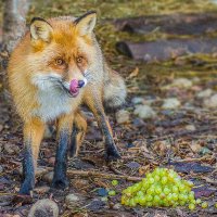 Басня Крылова - "Лиса и виноград". :: Nik Lovec Басня Крылова - "Лиса и виноград". :: Nik Lovec
