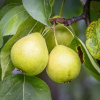Груша обыкновенная. :: Aleksey Afonin