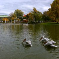 Пасмурный октябрь :: Юрий. Шмаков