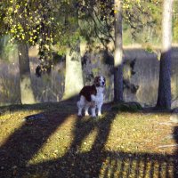 Только ты да я... :: liudmila drake