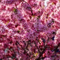 ** :: Владимир Иванович ** :: Владимир Иванович