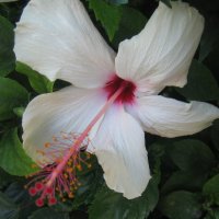 Цветение :: ZNatasha -