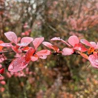 ***четкая геометрия*** :: Olga Oskolkova