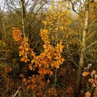 природа 30 октября 8 :: Александр Прокудин природа 30 октября 8 :: Александр Прокудин