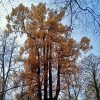 Лиственница :: Сапсан 