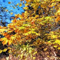 Осень бывает разная... :: Veera V