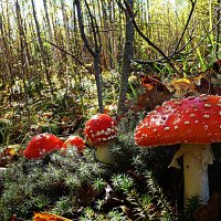 Осенние мухоморы! :: Владимир 