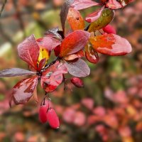 Октябрь прощается дождем... :: Olga Oskolkova Октябрь прощается дождем... :: Olga Oskolkova