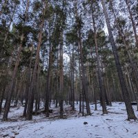 Скупое Солнце... :: Андрей Хлопонин