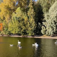 Октябрь на Крестовском :: Ольга 