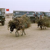 *** :: Сергей Золотавин *** :: Сергей Золотавин