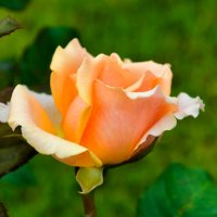 Осенние цветы. :: Милешкин Владимир Алексеевич 