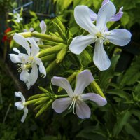 Мыльнянка обыкновенная :: Валентин Семчишин Мыльнянка обыкновенная :: Валентин Семчишин