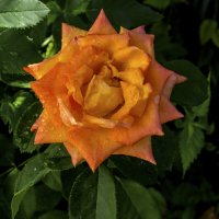 Оранжевая роза  Флорибунда :: Валентин Семчишин