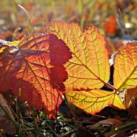 Иванов день - проводы осени, встреча зиы... :: Андрей Заломленков