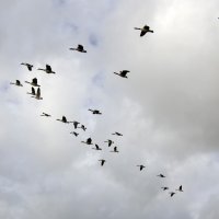 Ой летiли дикi гуси :: Андроник Александр 