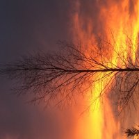 Жар-птица :: Ольга Савельева 