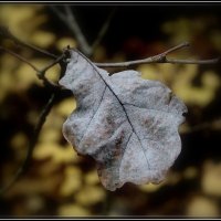 Последний из могикан... :: Aleksandr Gal