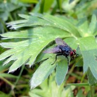 Просто мушка. :: nadyasilyuk Вознюк Просто мушка. :: nadyasilyuk Вознюк