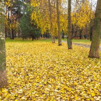 Ковёр :: юрий поляков